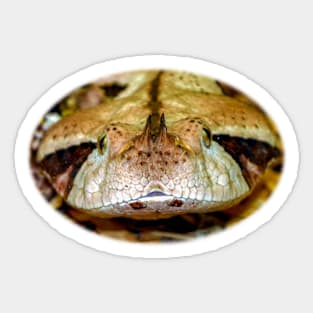 Gaboon Viper Sticker